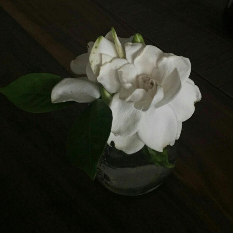 有福正志（饰 汉方医） - 动作大片蓝光在线观看 - APP观看